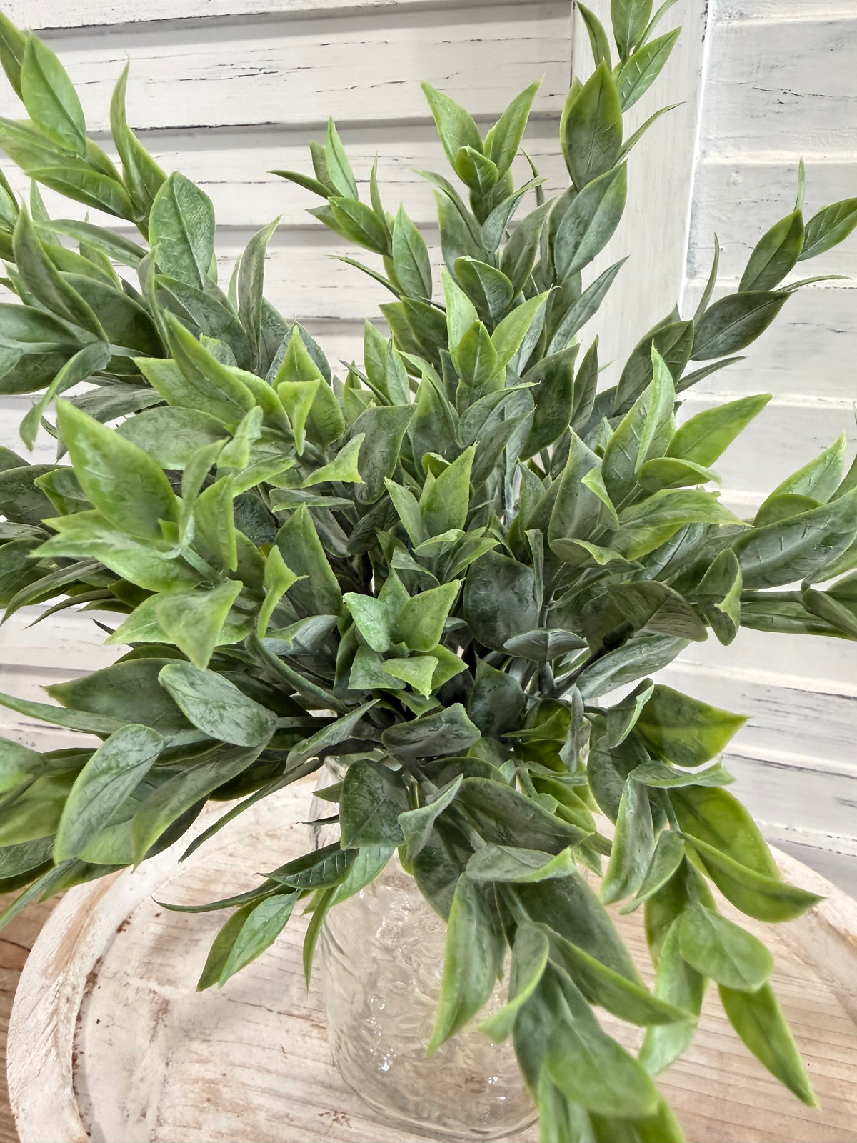 ITEM 11740 - 12" RUSCUS BUSH