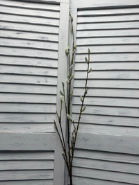 ITEM 11745 - 52" PUSSY WILLOW SPRAY