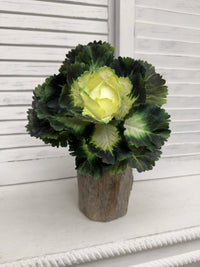 ITEM 11747 CMGR - 9"REAL TOUCH CABBAGE PLANT