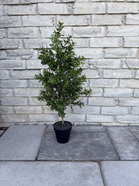 ITEM 11758 - 27" UV PROTECTED BOXWOOD LEAF TREE IN BLACK PLASTIC POT