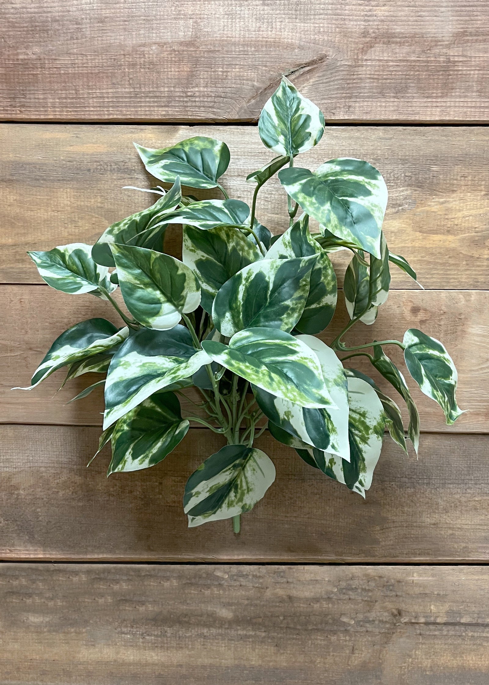 ITEM 12265 - 15" WHITE GREEN POTHOS BUSH
