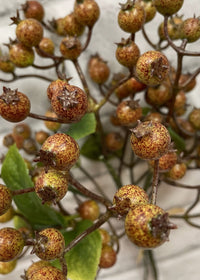 ITEM 12280 - 11" FALL BERRY BUNDLE WITH 5 STEMS