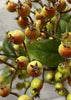 ITEM 12283 - 11" GREEN FALL BERRY BUNDLE WITH 5 STEMS