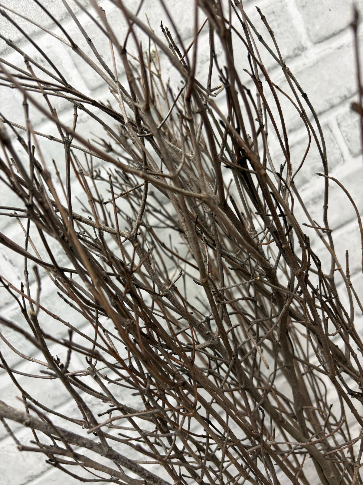 ITEM 1800 NAT - 3 FOOT NATURAL JAY BRANCHES IN A BUNDLE - APPROX 5 STEMS