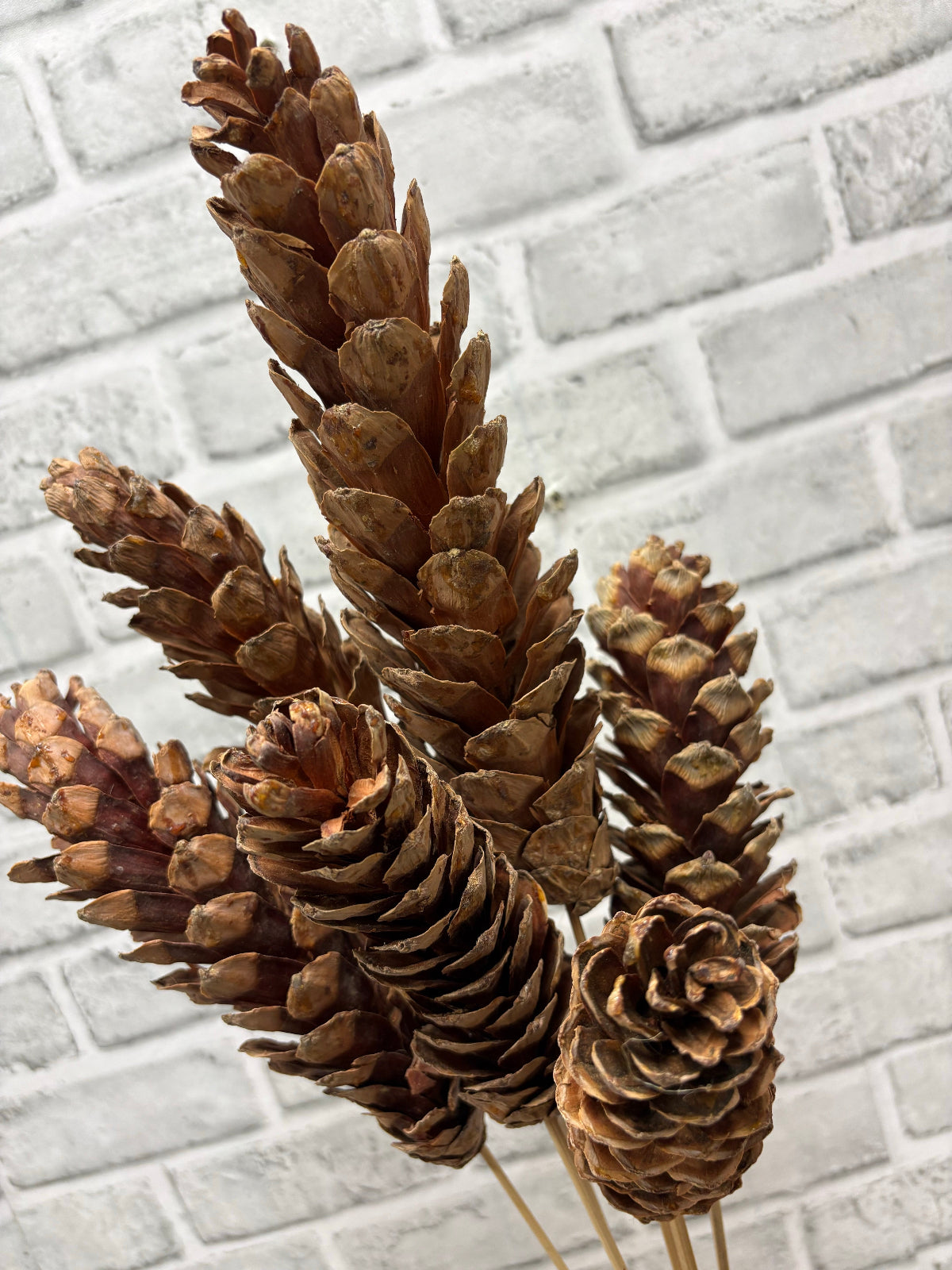 ITEM 1802 NAT - 24" NATURAL STROBUS PINE CONES ON STICKS - 6 PER BUNDLE