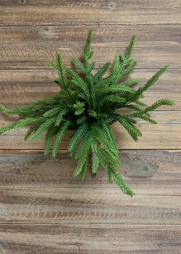 ITEM 81644 - 12" FRESH TOUCH NORFOLK PINE PICK X 5 PCS TO A BUNDLE