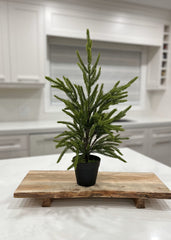 ITEM 81662 - 19” FRESH TOUCH NORFOLK PINE TREE POTTED IN PLASTIC POT