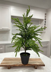ITEM 81663 - 26” FRESH TOUCH NORFOLK PINE TREE POTTED IN PLASTIC POT