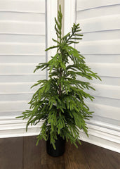 ITEM 81664 - 40" FRESH TOUCH NORFOLK PINE TREE POTTED IN PLASTIC POT