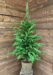 ITEM 81679 - 53"H FRESH TOUCH WHISPY CEDAR TREE POTTED IN METAL POT