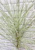 ITEM 81975  - 39" SNOWY LONG NEEDLE PINE SPRAY