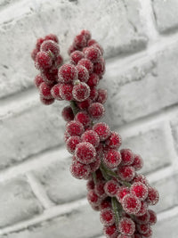 ITEM 81996 R - 23" HANGING RED SUGARED BERRY SPRAY