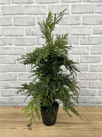 ITEM 82005 - 19.5" FRESH TOUCH NORTHERN WHITE CEDAR TREE IN A BLACK PLASTIC POT