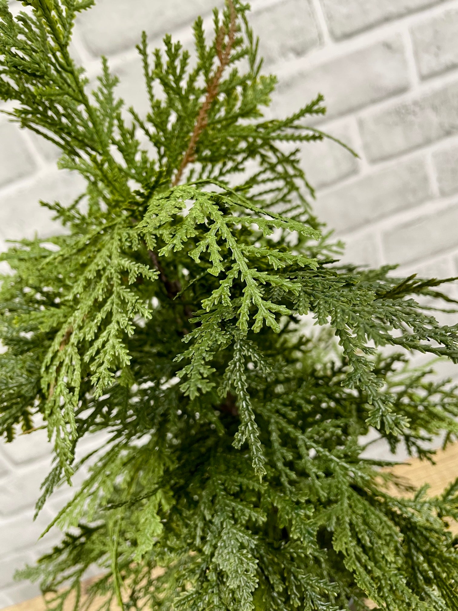 ITEM 82005 - 19.5" FRESH TOUCH NORTHERN WHITE CEDAR TREE IN A BLACK PLASTIC POT