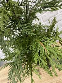 ITEM 82006 - 24" FRESH TOUCH NORTHERN WHITE CEDAR TREE IN A BLACK PLASTIC POT