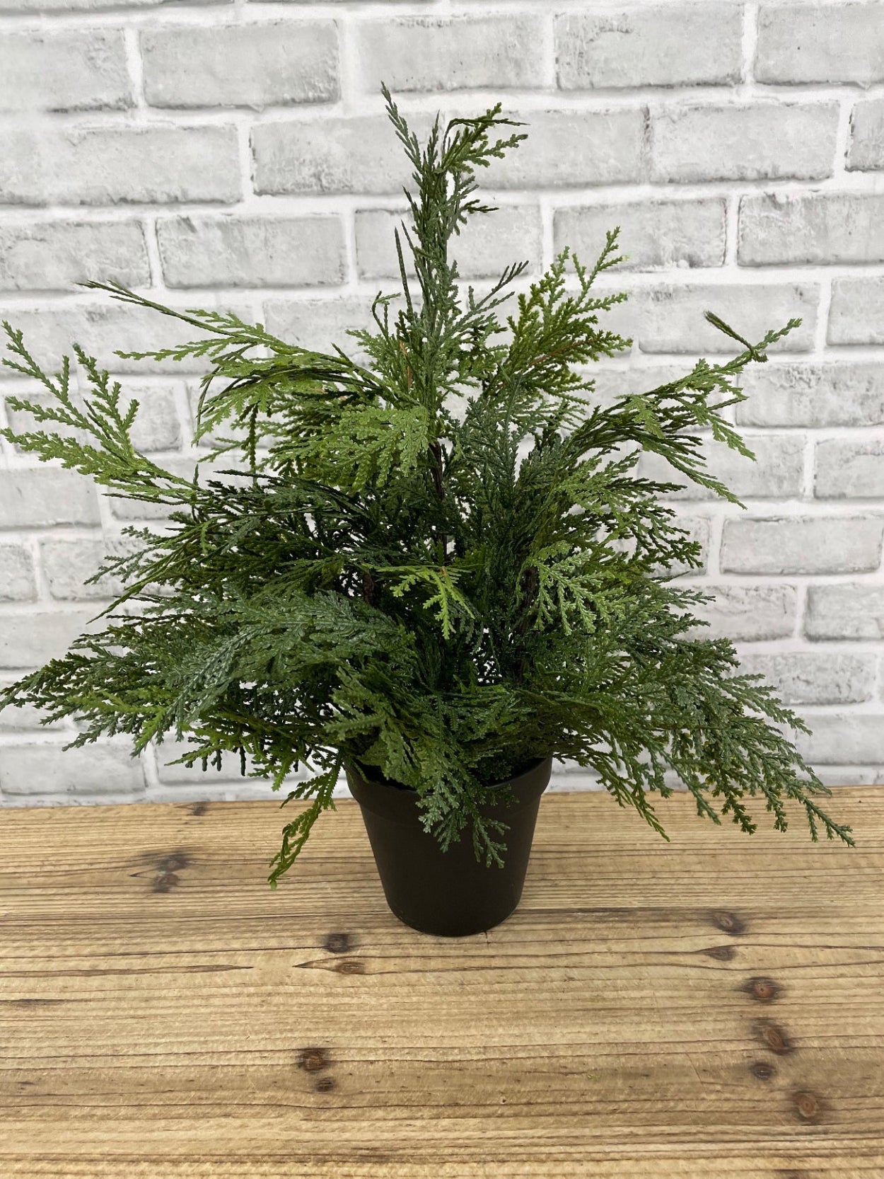 ITEM 82007 - 18" FRESH TOUCH NORTHERN WHITE CEDAR TREE IN A BLACK PLASTIC POT