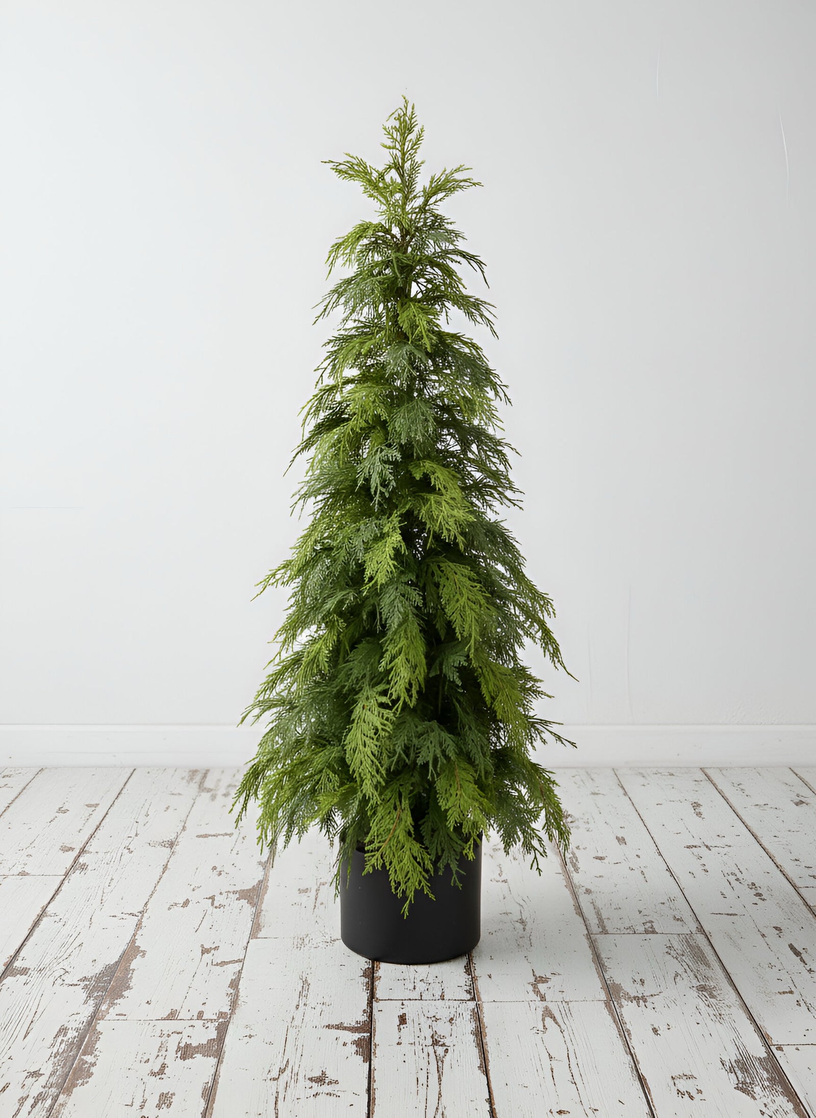 ITEM 82008 - 48" FRESH TOUCH NORTHERN WHITE CEDAR TREE IN A BLACK PLASTIC POT