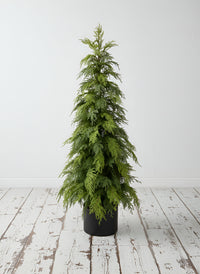 ITEM 82008 - 48" FRESH TOUCH NORTHERN WHITE CEDAR TREE IN A BLACK PLASTIC POT