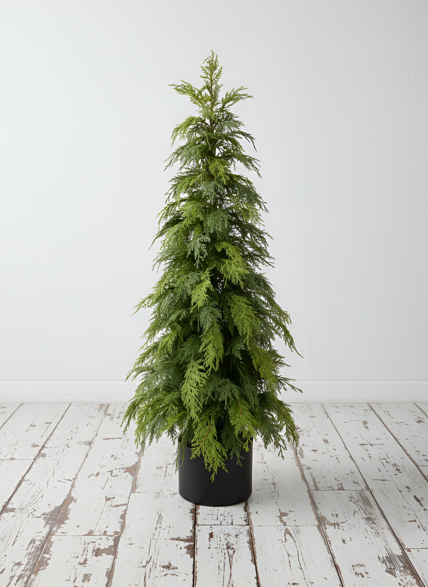 ITEM 82008 - 48" FRESH TOUCH NORTHERN WHITE CEDAR TREE IN A BLACK PLASTIC POT