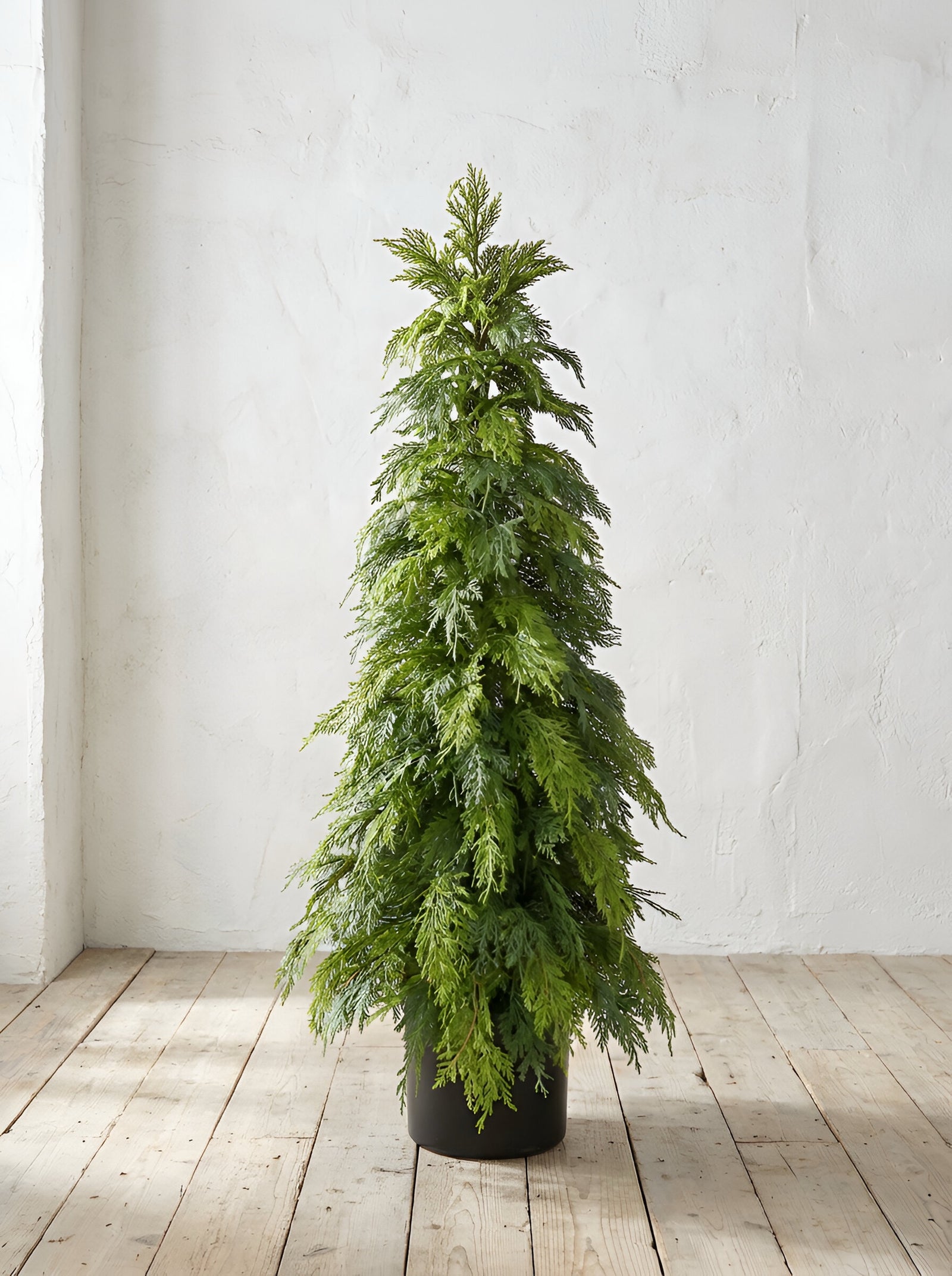 ITEM 82009 - 60" FRESH TOUCH NORTHERN WHITE CEDAR TREE IN A BLACK PLASTIC POT