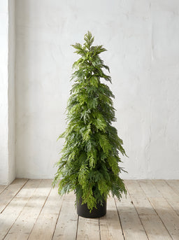 ITEM 82009 - 60" FRESH TOUCH NORTHERN WHITE CEDAR TREE IN A BLACK PLASTIC POT