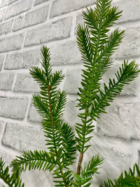 ITEM 82111 - 27" FRESH TOUCH NORWAY SPRUCE SPRAY