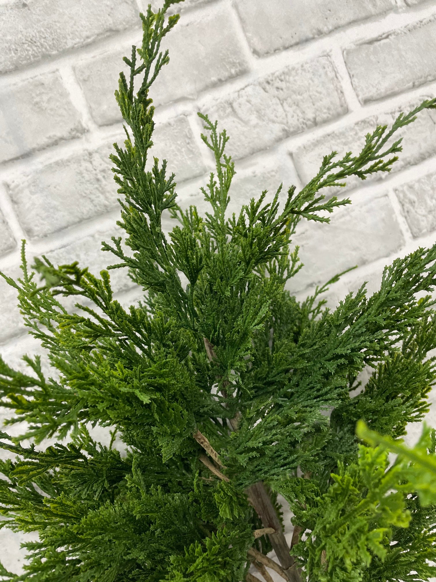 ITEM 82163 - 23.5" FRESH TOUCH ROCKY MOUNTAIN JUNIPER BUSH