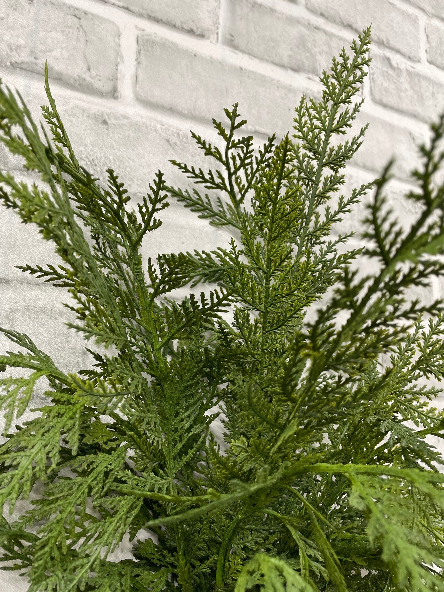 ITEM 82184 - 24"' FRESH TOUCH CYPRESS BUSH