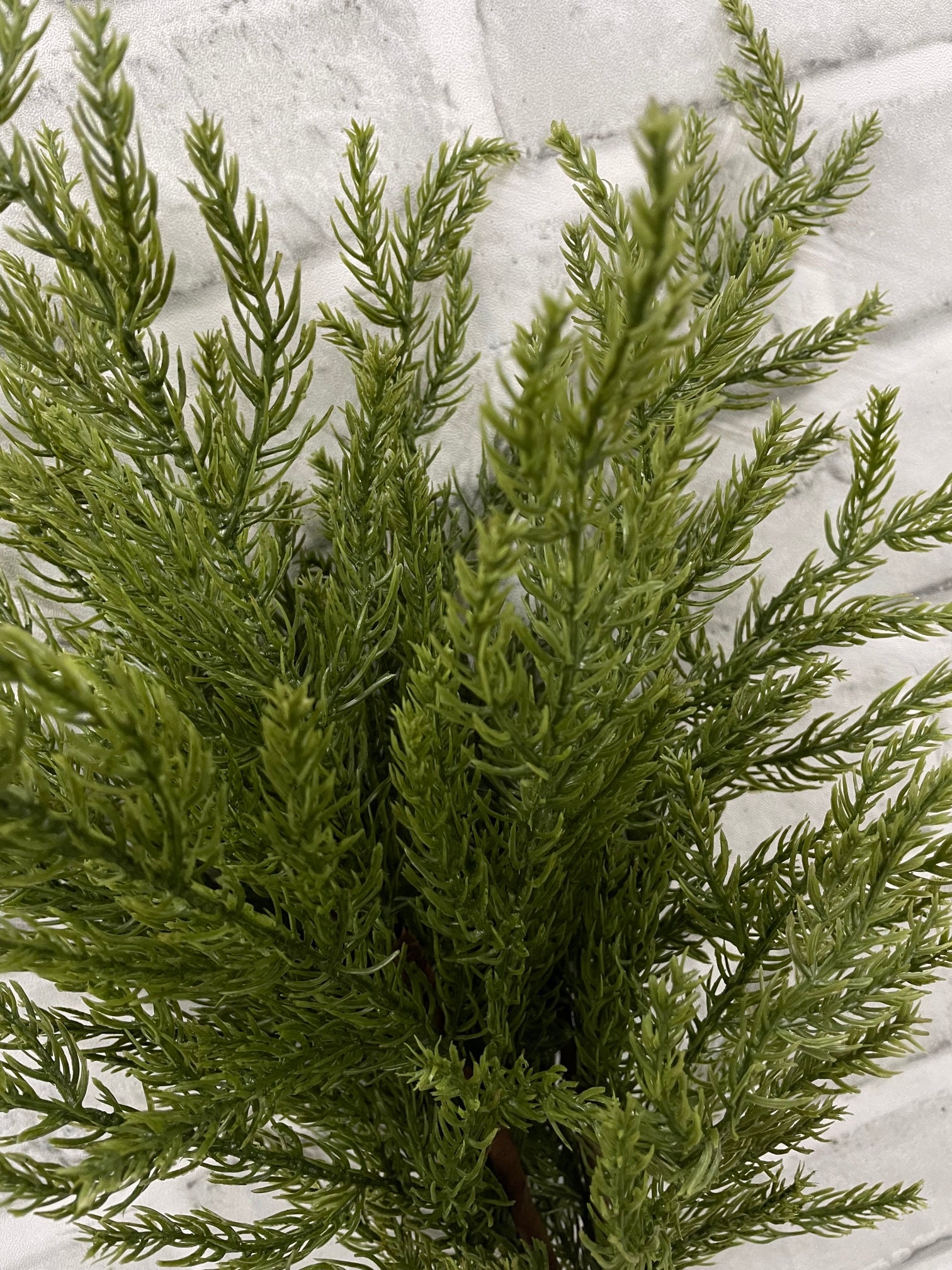ITEM 82190 - 24” MONTEREY CYPRESS BUNDLE X3