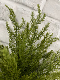 ITEM 82190 - 24” MONTEREY CYPRESS BUNDLE X3