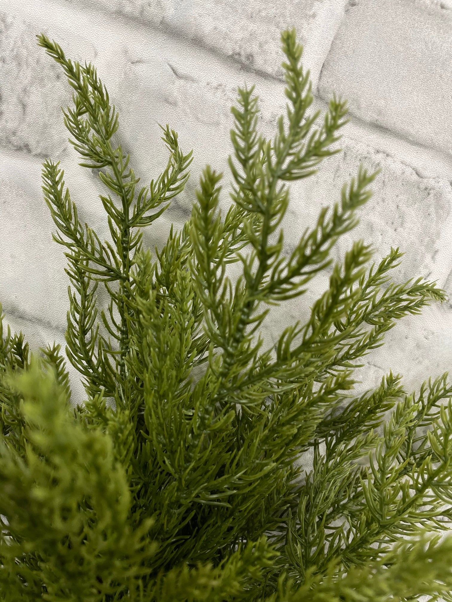 ITEM 82190 - 24” MONTEREY CYPRESS BUNDLE X3