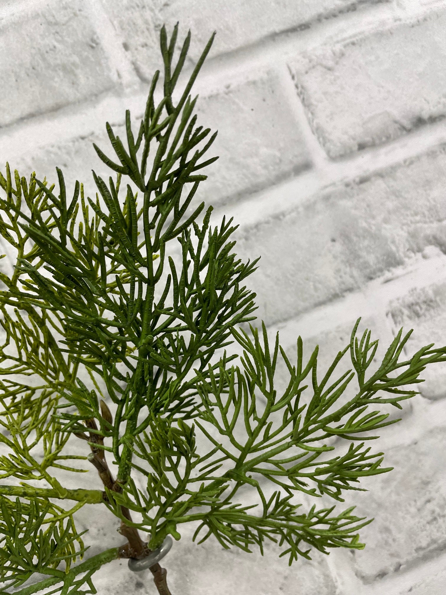 ITEM 82195 - 12" FRESH TOUCH WESTERN RED CEDAR PICK ( 12 PCS TO A POLYBAG)