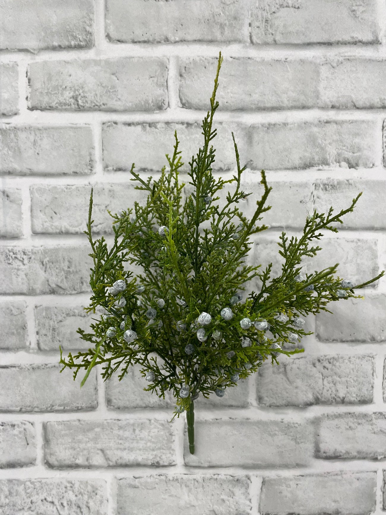 ITEM 82197 - OREGON JUNIPER 14.5" BUSH X 5