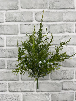 ITEM 82197 - OREGON JUNIPER 14.5" BUSH X 5
