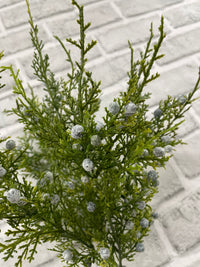 ITEM 82197 - OREGON JUNIPER 14.5" BUSH X 5