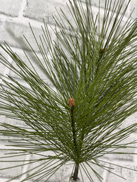ITEM 82198 - 28"LONG NEEDLE MUGO PINE NEEDLE SPRAY