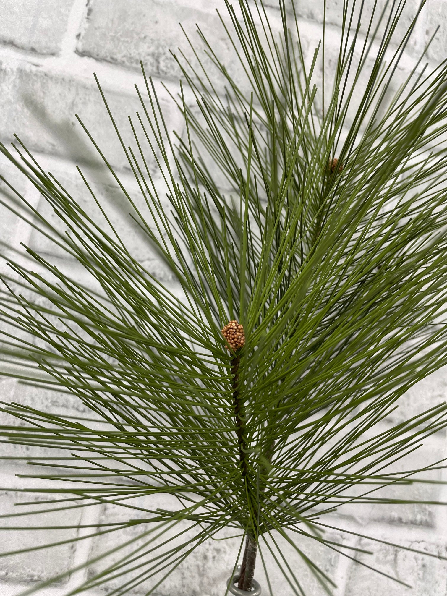 ITEM 82198 - 28"LONG NEEDLE MUGO PINE NEEDLE SPRAY