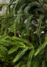 ITEM 81659 - 12" INSIDE DIM, 24" OUTSIDE DIM, FRESH TOUCH NORFOLK PINE WREATH ON NATURAL FRAME
