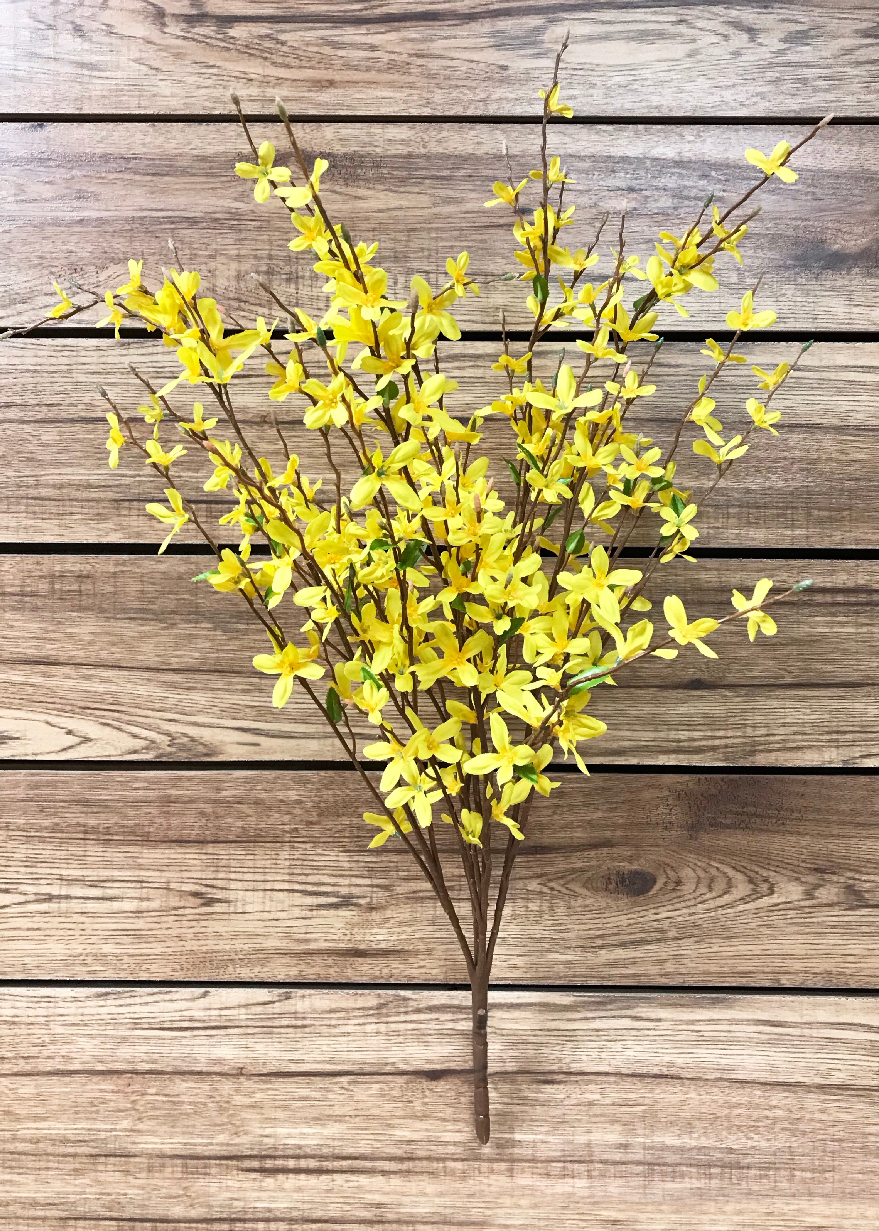 ITEM 10151 - 34" FORSYTHIA BUSH X 5