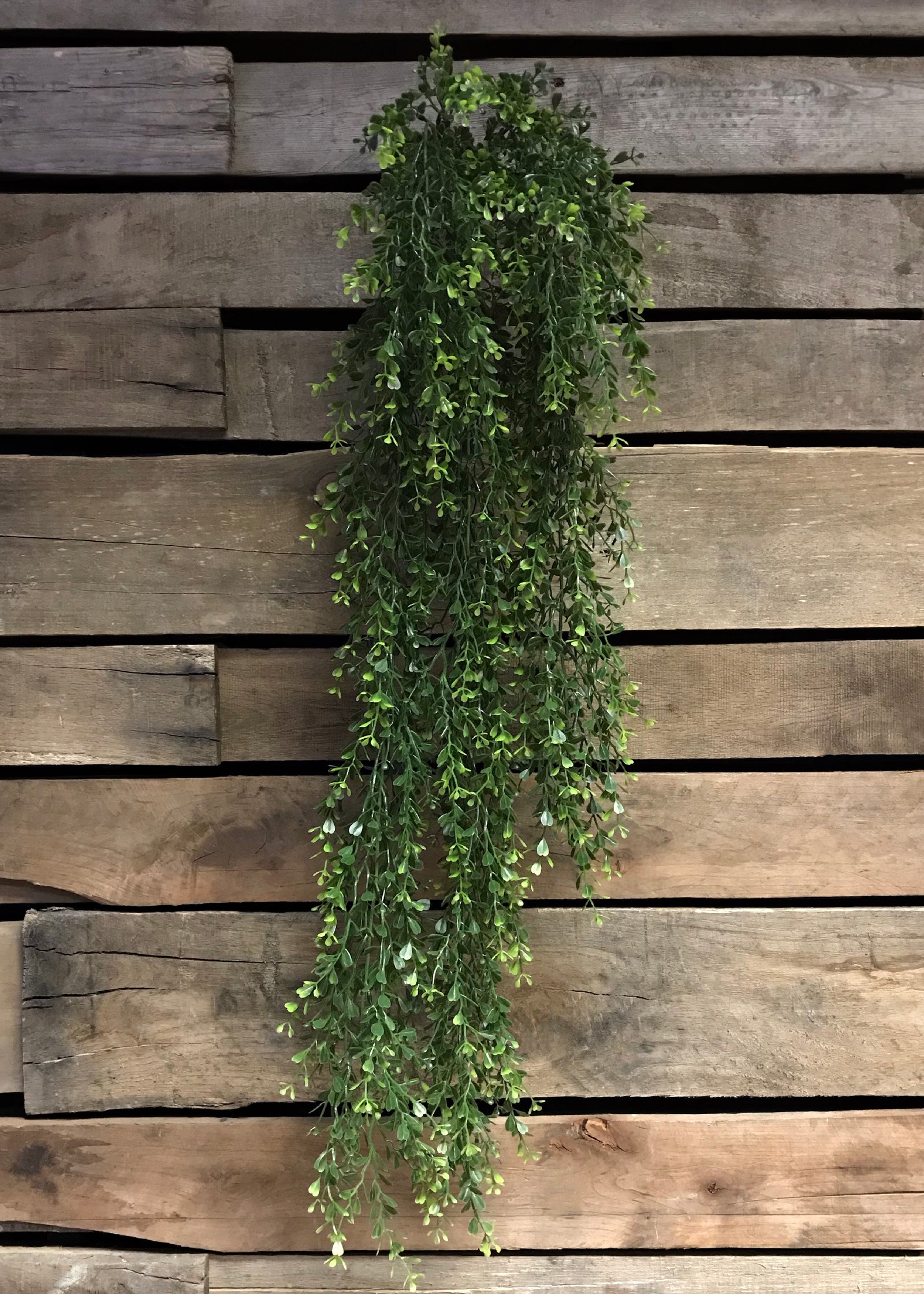 ITEM 11231 - 34" BOXWOOD HANGING VINE BUSH