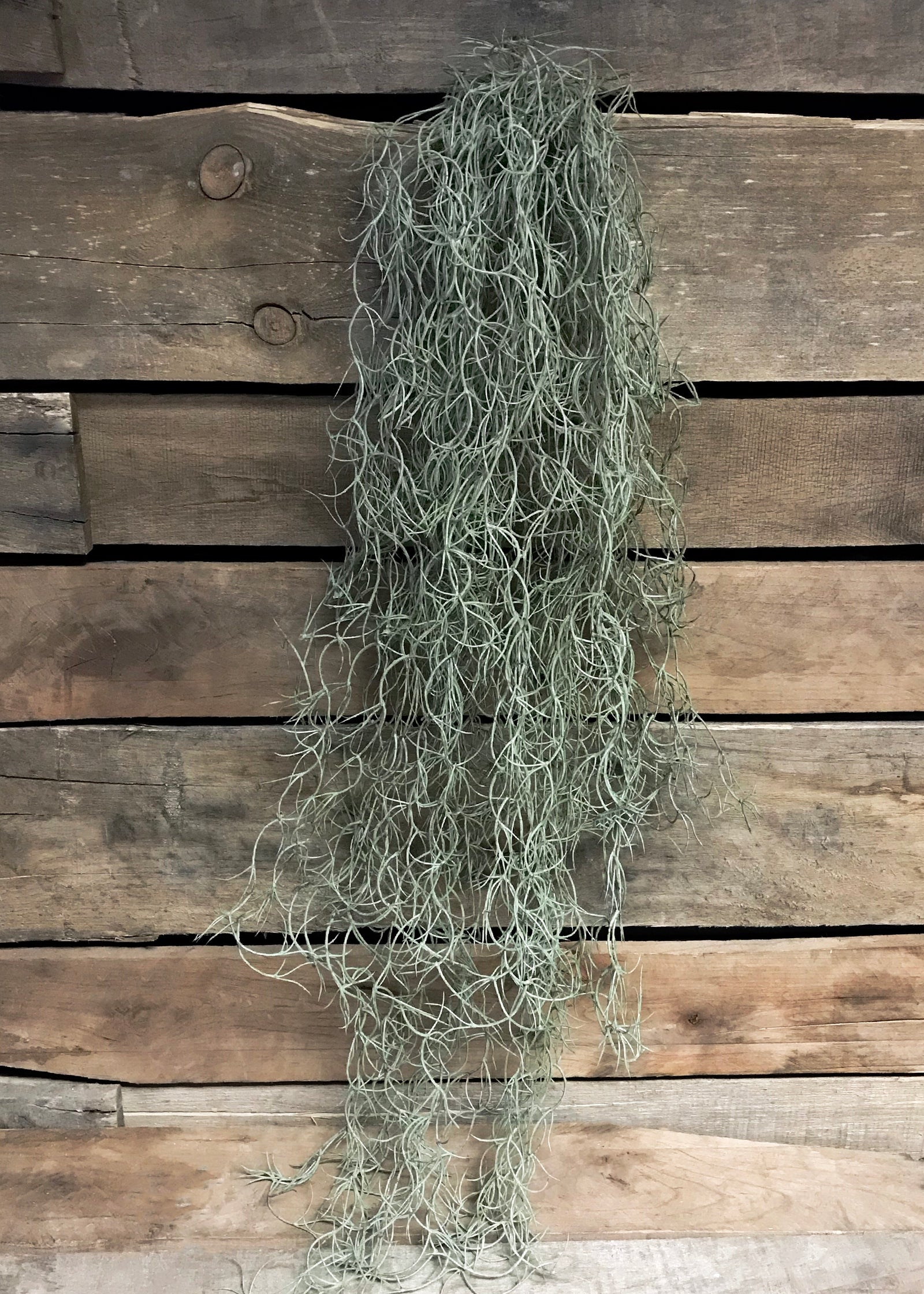 ITEM 11234 - 32" ARTIFICIAL SPANISH MOSS HANGING BUSH