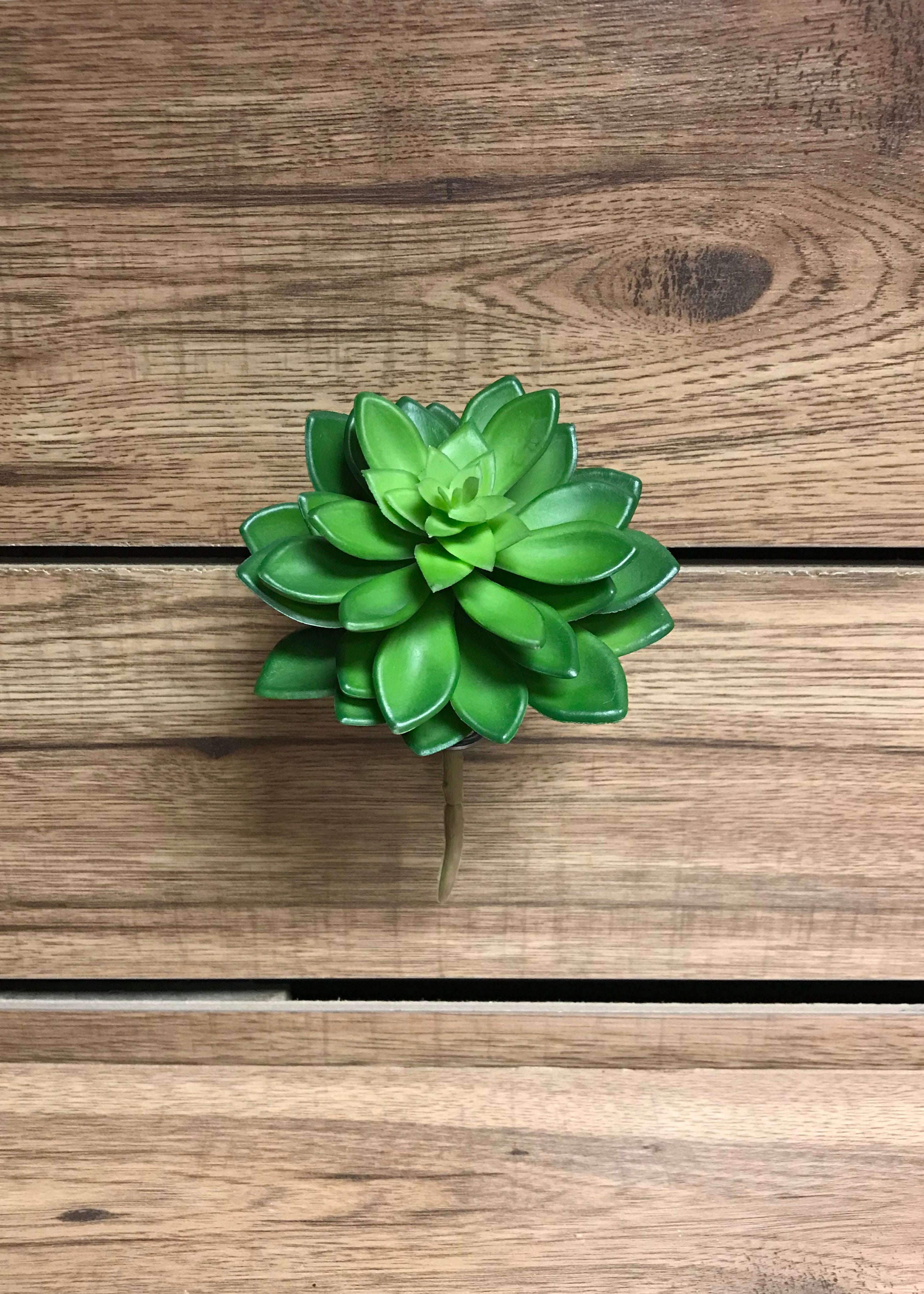 ITEM 11241 - 5" GREEN ECHEVERIA SUCCULENT PICK