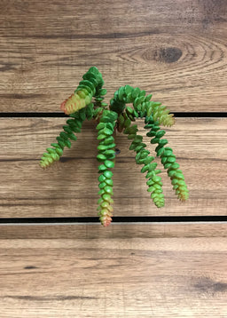 ITEM 11245 - 10" DONKYTAIL SUCCULENT