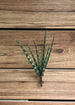 ITEM 11248 - 9.5" SNAKE SUCCULENT