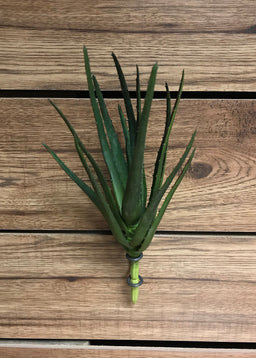 ITEM 11249 - 12" FRESH TOUCH ALOE PLANT