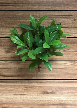 ITEM 11272 -  15"  LAUREL LEAF BUSH