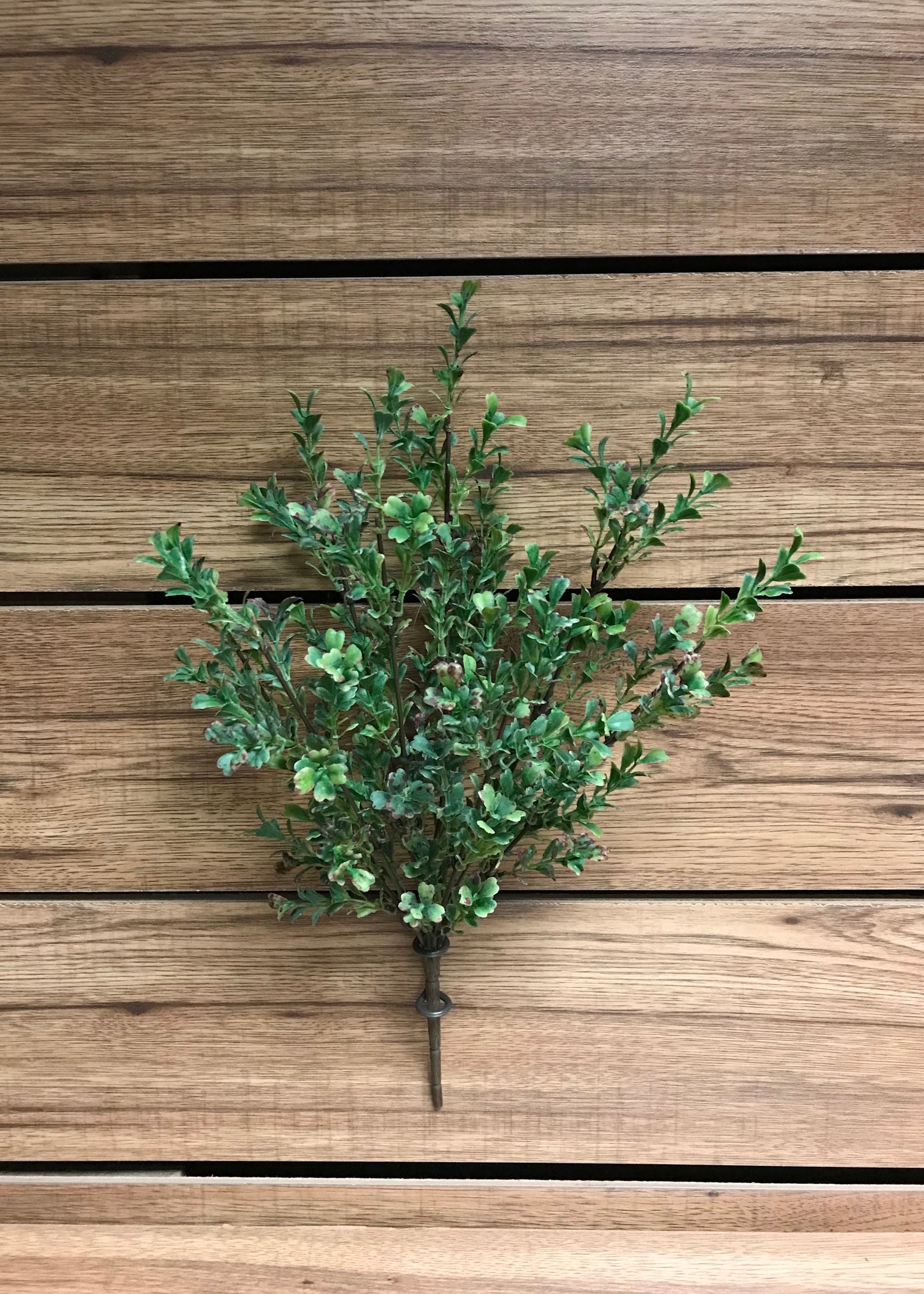 ITEM 11273 - 17" BOXWOOD BUSH X 9