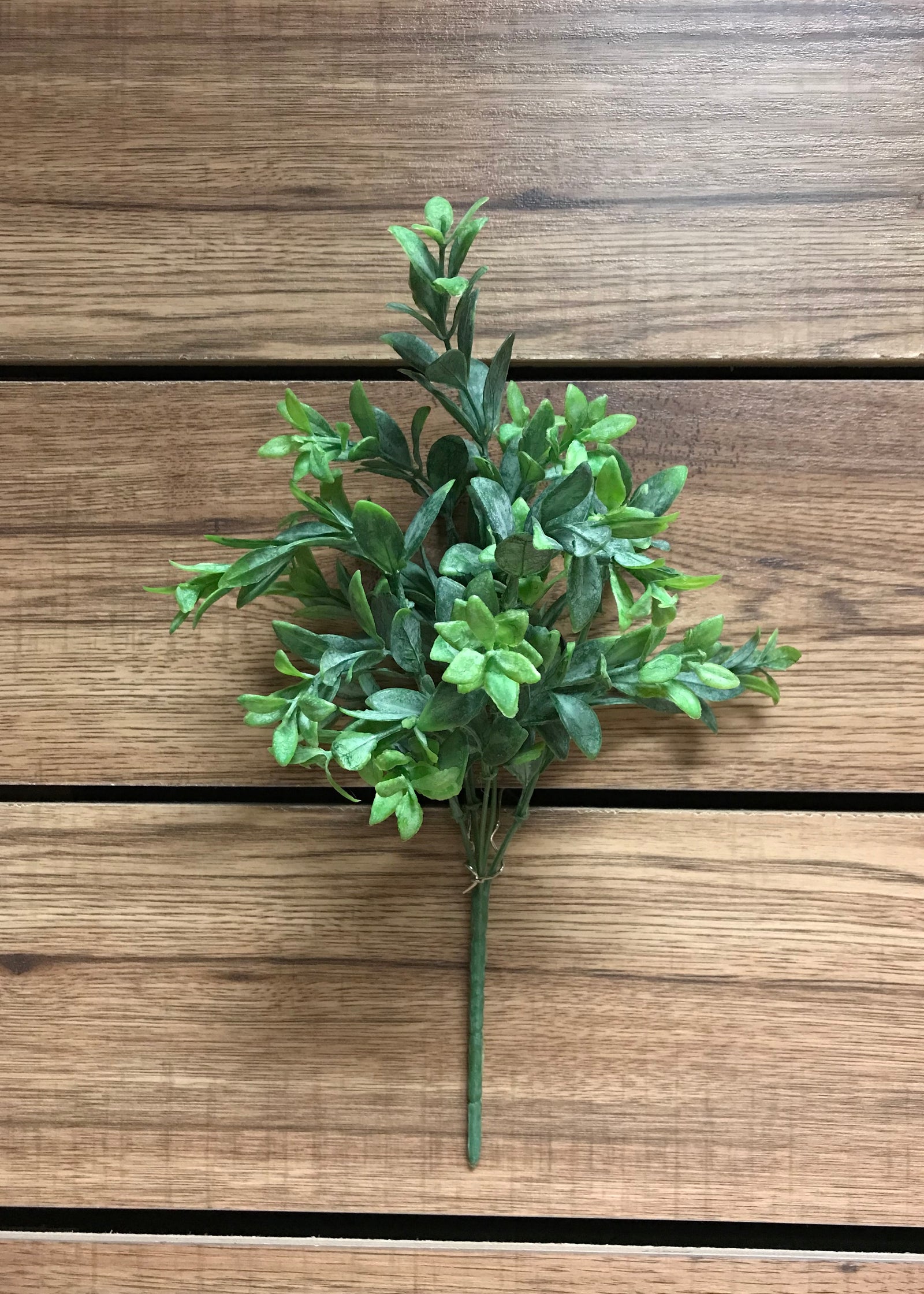 ITEM 11276 - 15" RUSCUS BUSH X 5