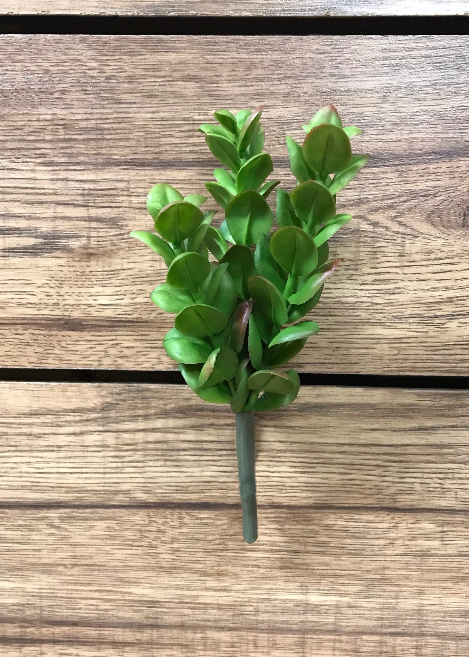 ITEM 11289 - 7.5" SUCCULENT PLANT