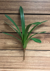ITEM 11292 - 22" CYMBIDIUM LEAVES BUSH